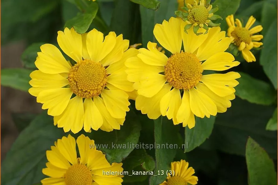Helenium 'Kanaria'
