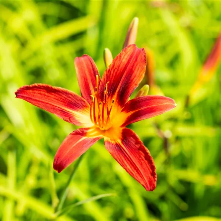 Hemerocallis 'Crimson Pirate'