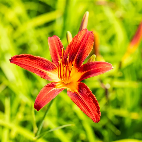 Hemerocallis 'Crimson Pirate'