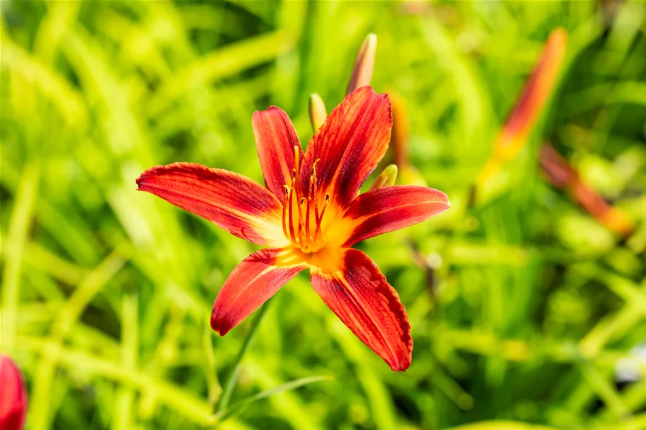 Hemerocallis 'Crimson Pirate'