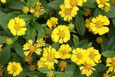 Helenium 'Kanaria'