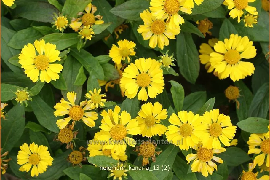 Helenium 'Kanaria'