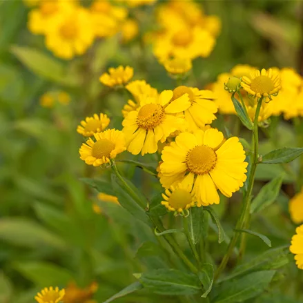 Helenium 'Kanaria'