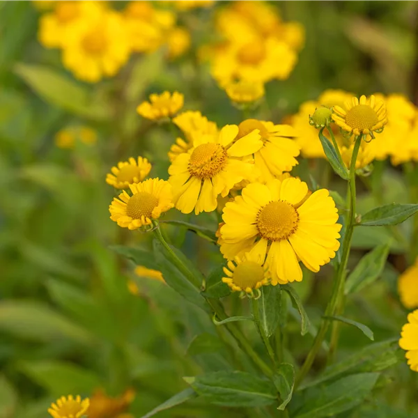 Helenium 'Kanaria'