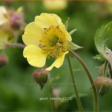 Geum 'Lisanne'