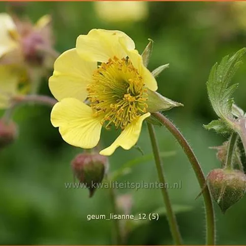 Geum 'Lisanne'