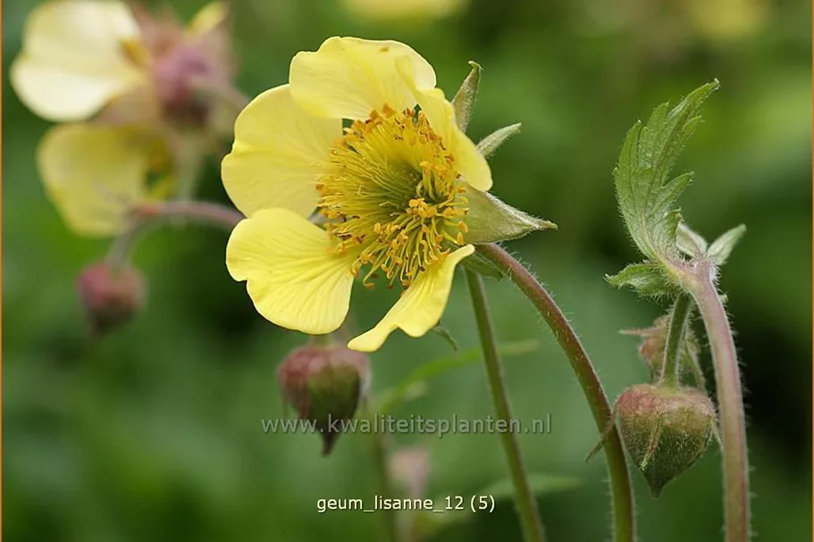 Geum 'Lisanne'
