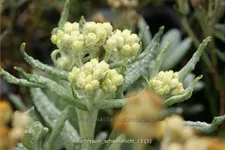 Helichrysum 'Schwefellicht'