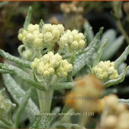 Helichrysum 'Schwefellicht'