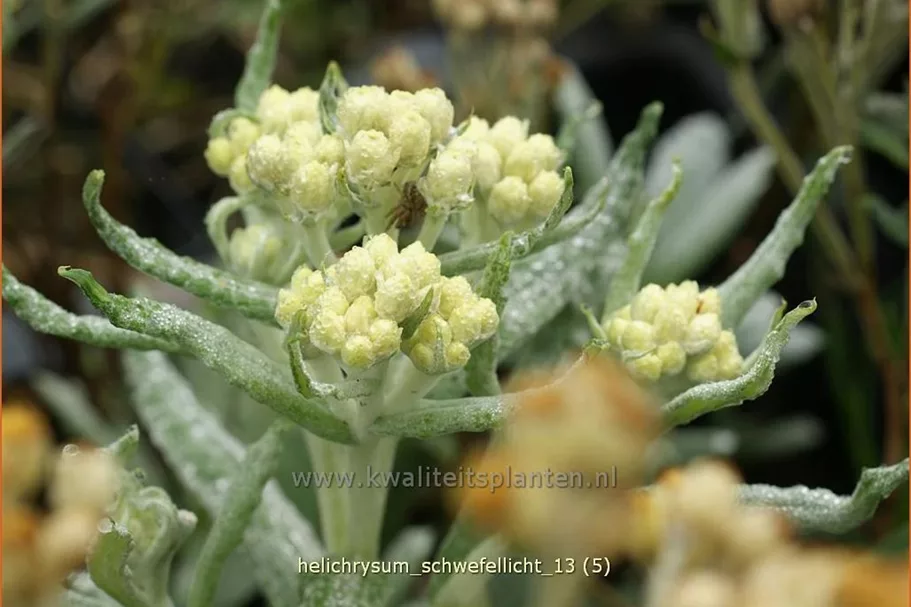 Helichrysum 'Schwefellicht'