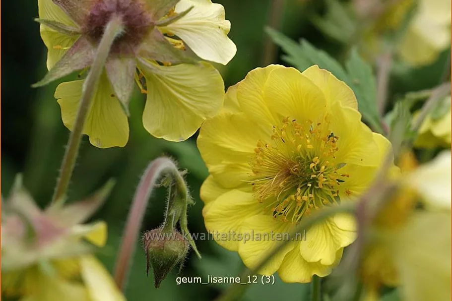 Geum 'Lisanne'