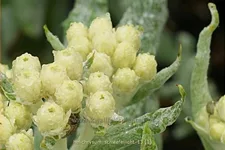 Helichrysum 'Schwefellicht'