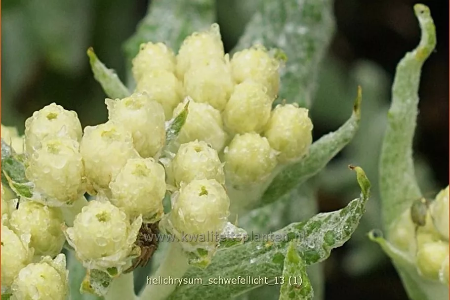 Helichrysum 'Schwefellicht'