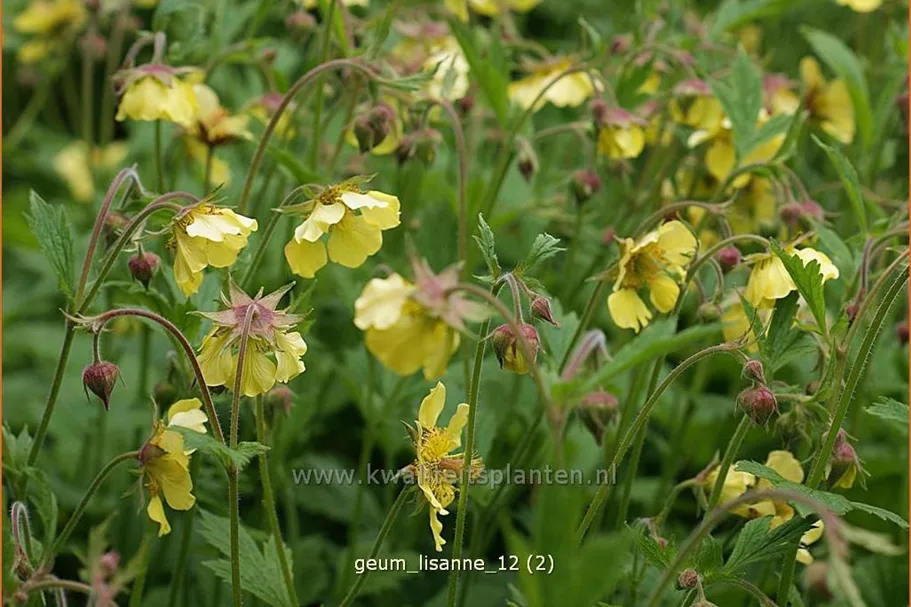 Geum 'Lisanne'