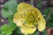 Geum 'Lisanne'