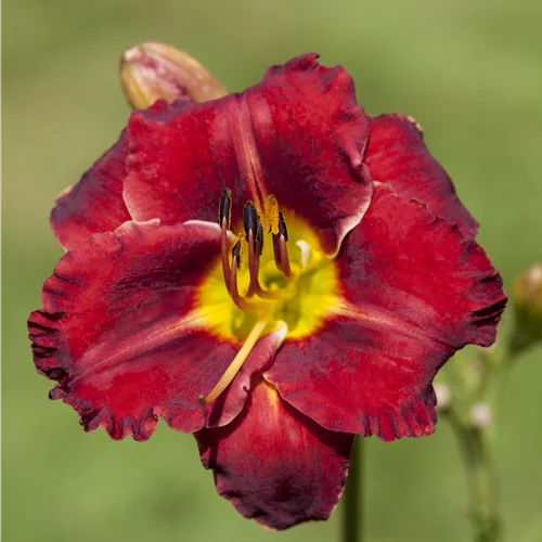 Hemerocallis 'Ed Murray'