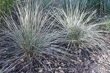 Helictotrichon sempervirens