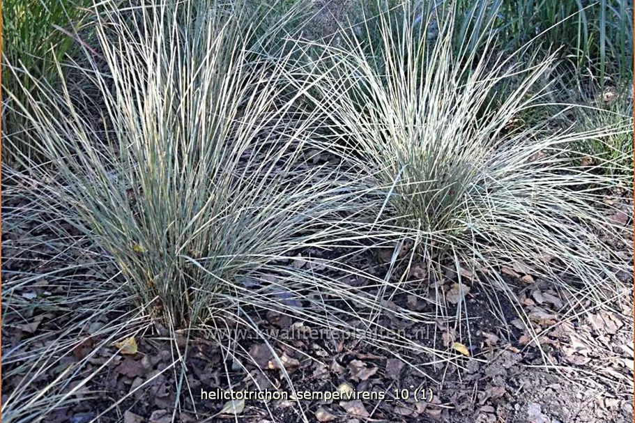 Helictotrichon sempervirens