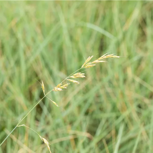 Helictotrichon sempervirens