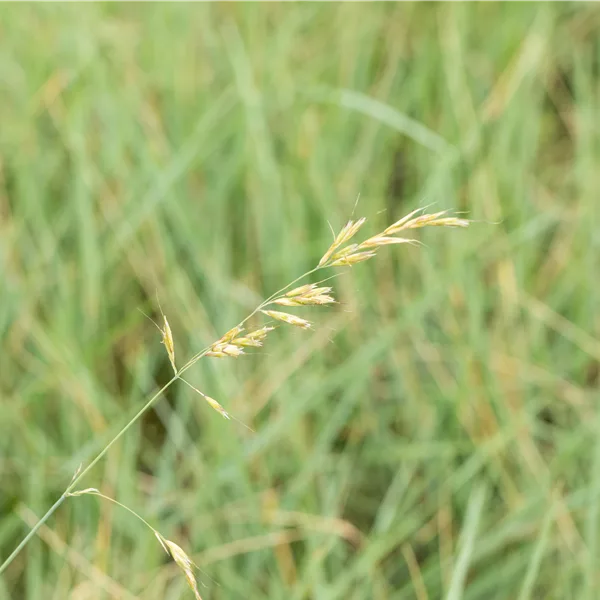 Helictotrichon sempervirens