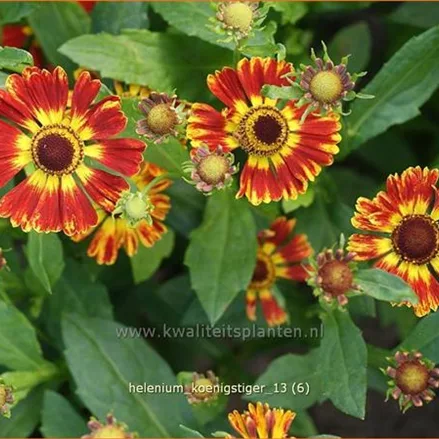 Helenium 'Königstiger'