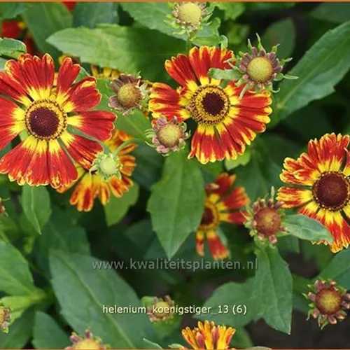 Helenium 'Königstiger'
