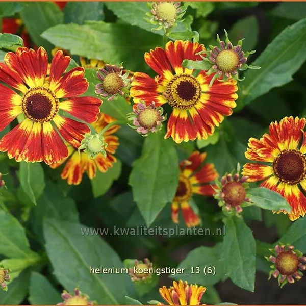 Helenium 'Königstiger'