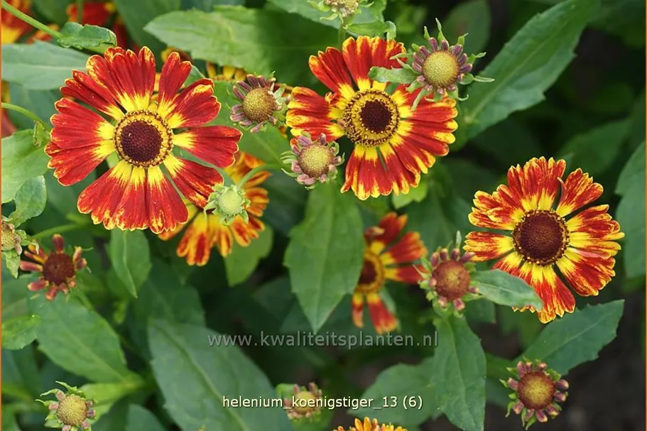 Helenium 'Königstiger'