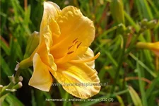 Hemerocallis 'Endlesslily Orange'