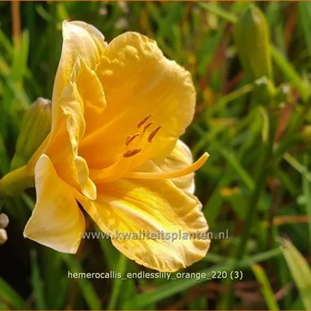 Hemerocallis 'Endlesslily Orange'