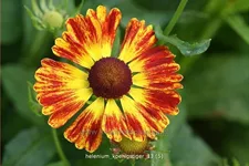 Helenium 'Königstiger'
