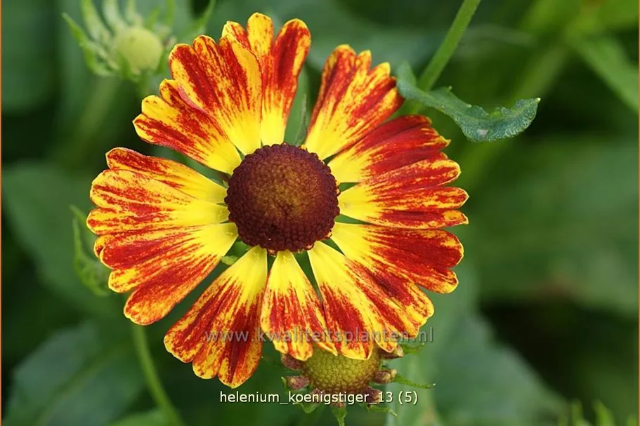Helenium 'Königstiger'