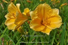 Hemerocallis 'Endlesslily Orange'