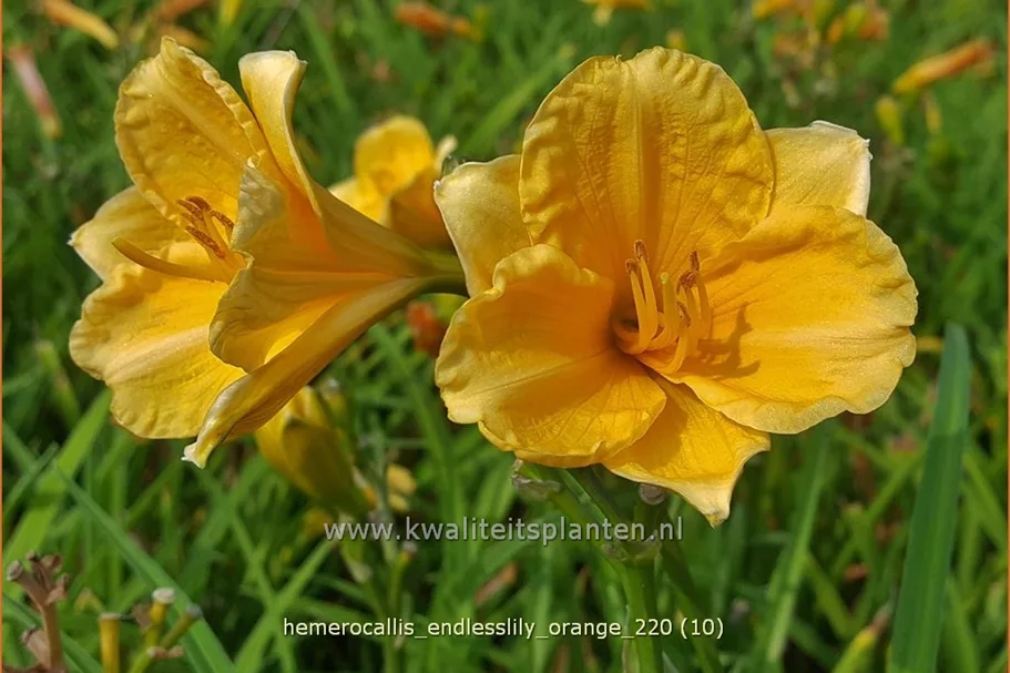 Hemerocallis 'Endlesslily Orange'