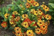 Helenium 'Königstiger'