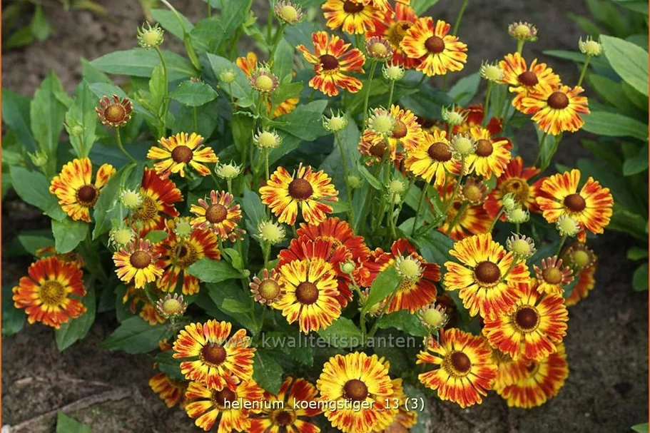 Helenium 'Königstiger'
