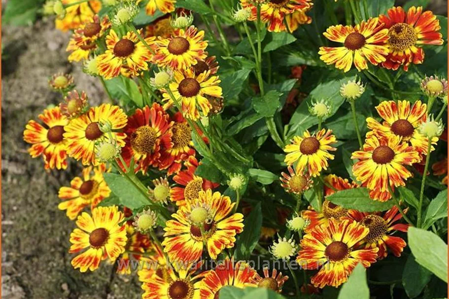 Helenium 'Königstiger'