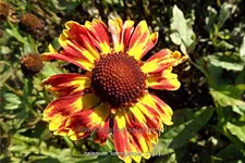 Helenium 'Königstiger'