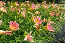 Hemerocallis 'Final Touch'
