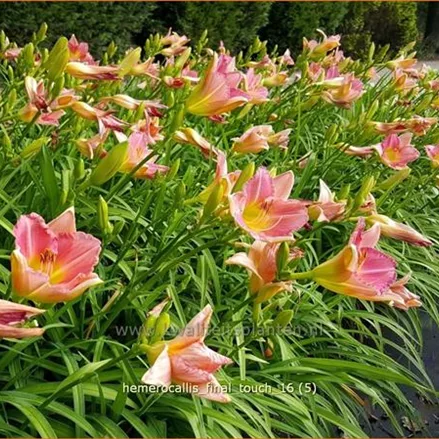 Hemerocallis 'Final Touch'