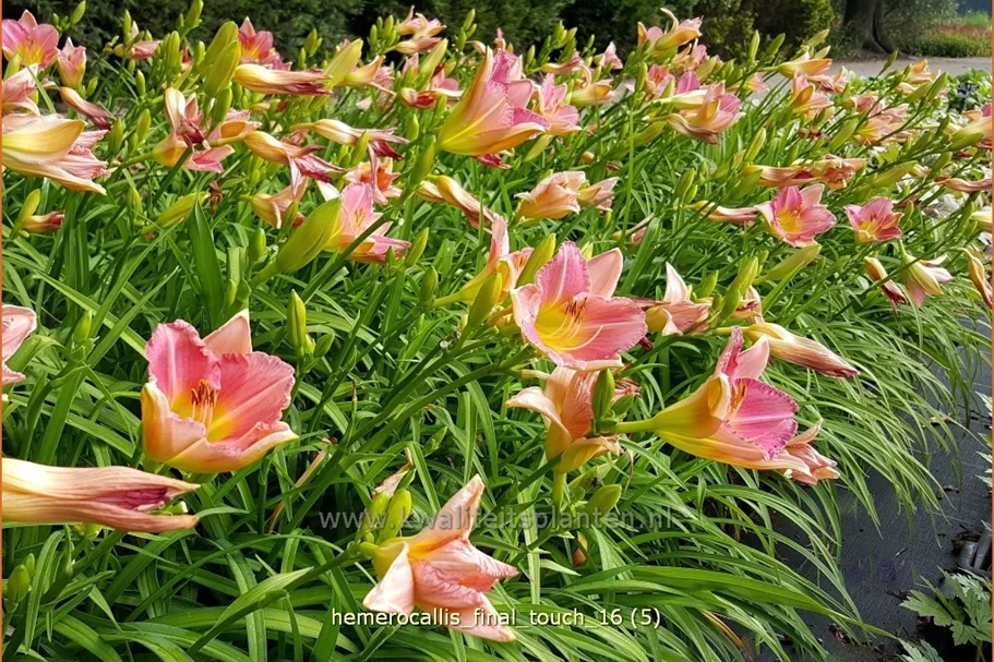 Hemerocallis 'Final Touch'