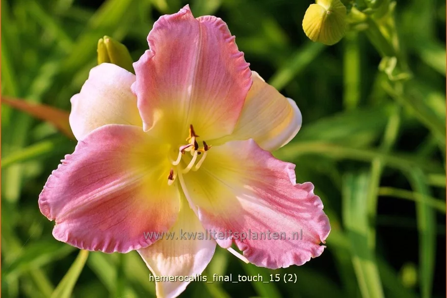 Hemerocallis 'Final Touch'