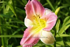 Hemerocallis 'Final Touch'