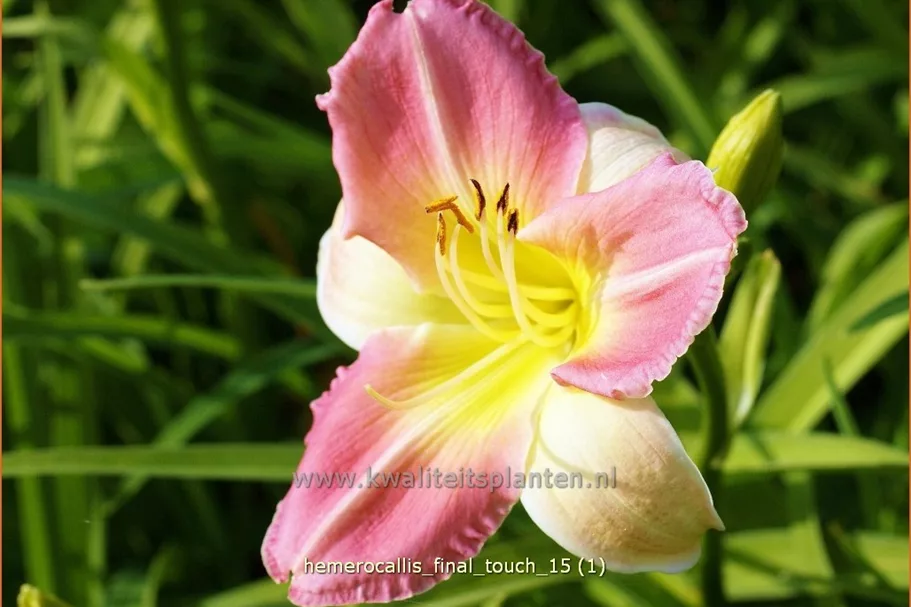 Hemerocallis 'Final Touch'