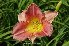 Hemerocallis 'Final Touch'