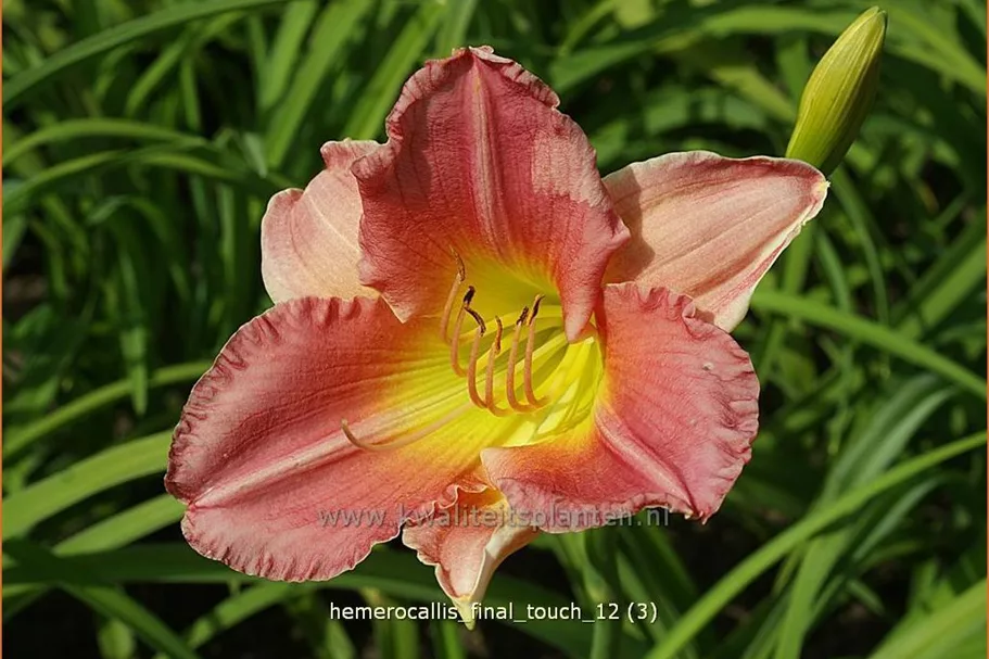 Hemerocallis 'Final Touch'