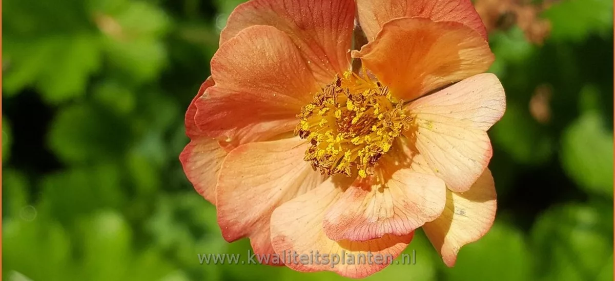 Geum 'Mango Lassi'