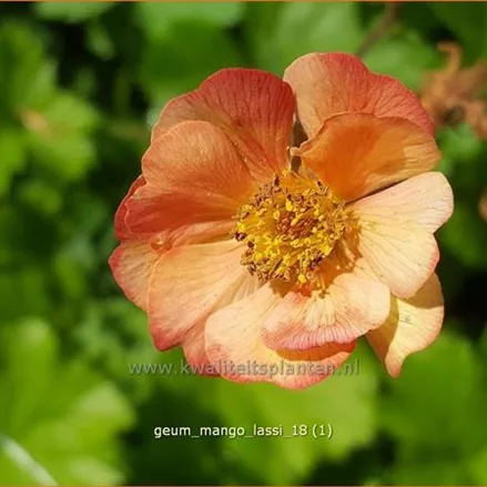 Geum 'Mango Lassi'