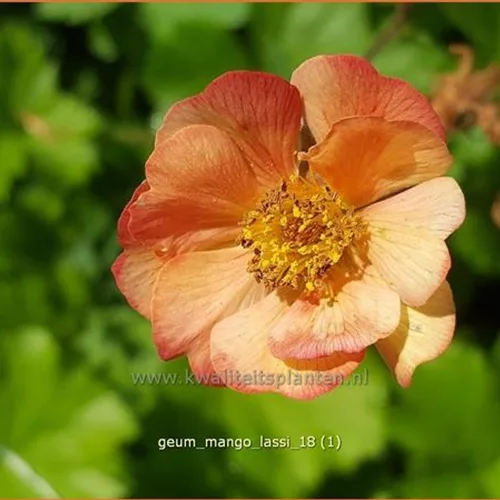 Geum 'Mango Lassi'