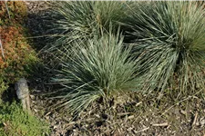 Helictotrichon sempervirens 'Saphirsprudel'